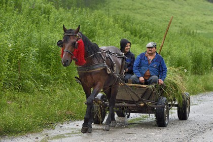Roumanie, Transylvanie, Biertan, transport des foins en chariot tracté par un cheval