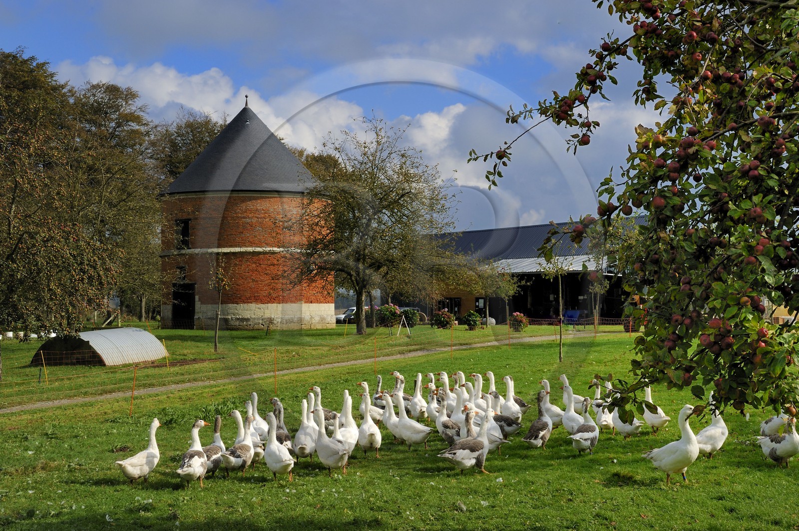 France, Seine-Maritime (76), Bretteville-du-Grand-Caux, clos-masure qui abrite l'Ecomusée de la Pomme et du Cidre au sein de la ferme, élevage d'oies normandes