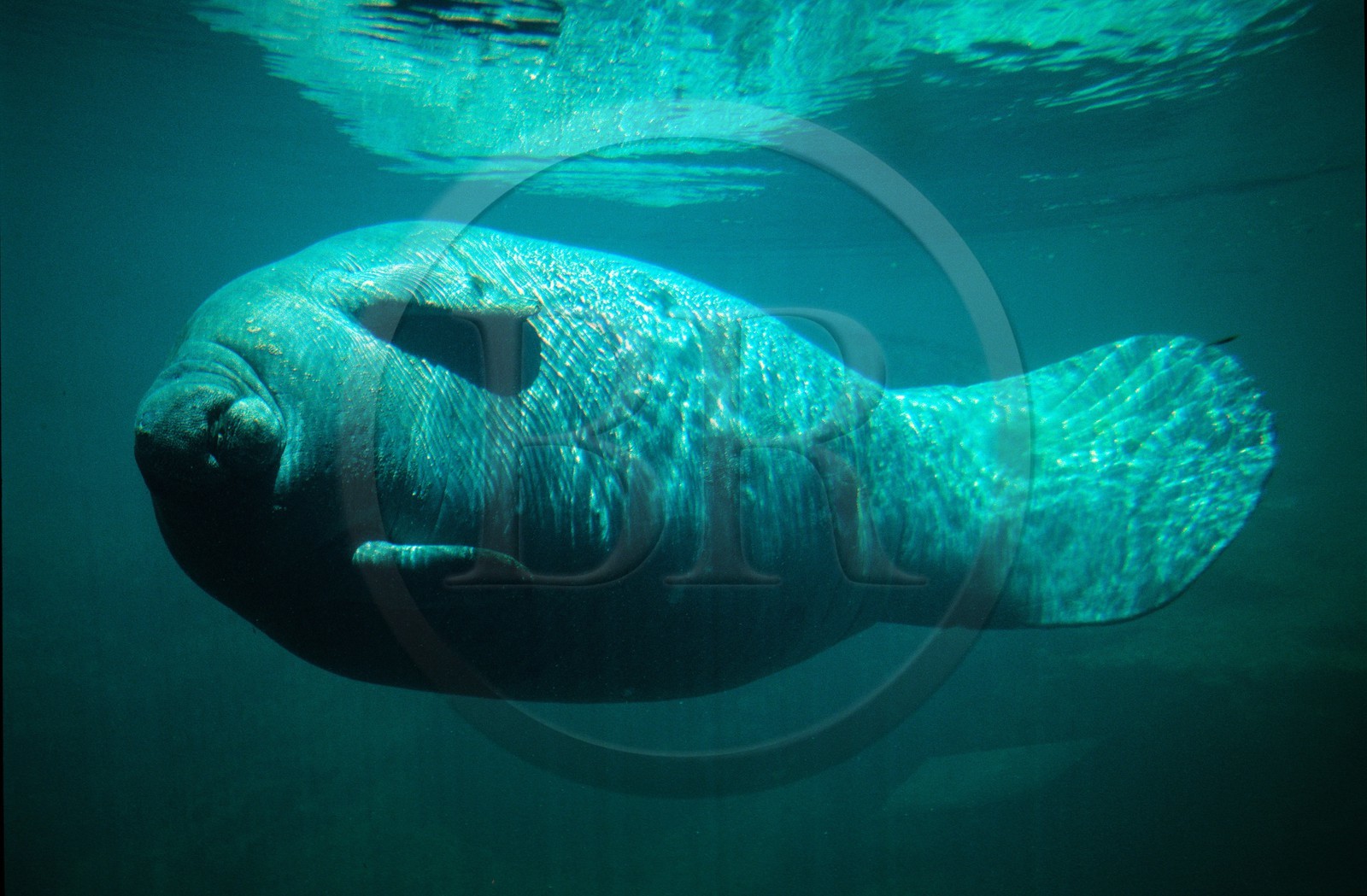 Etats-Unis, Floride, Gulf Coast, lamantin au Homosassa Springs Wildlife State Park