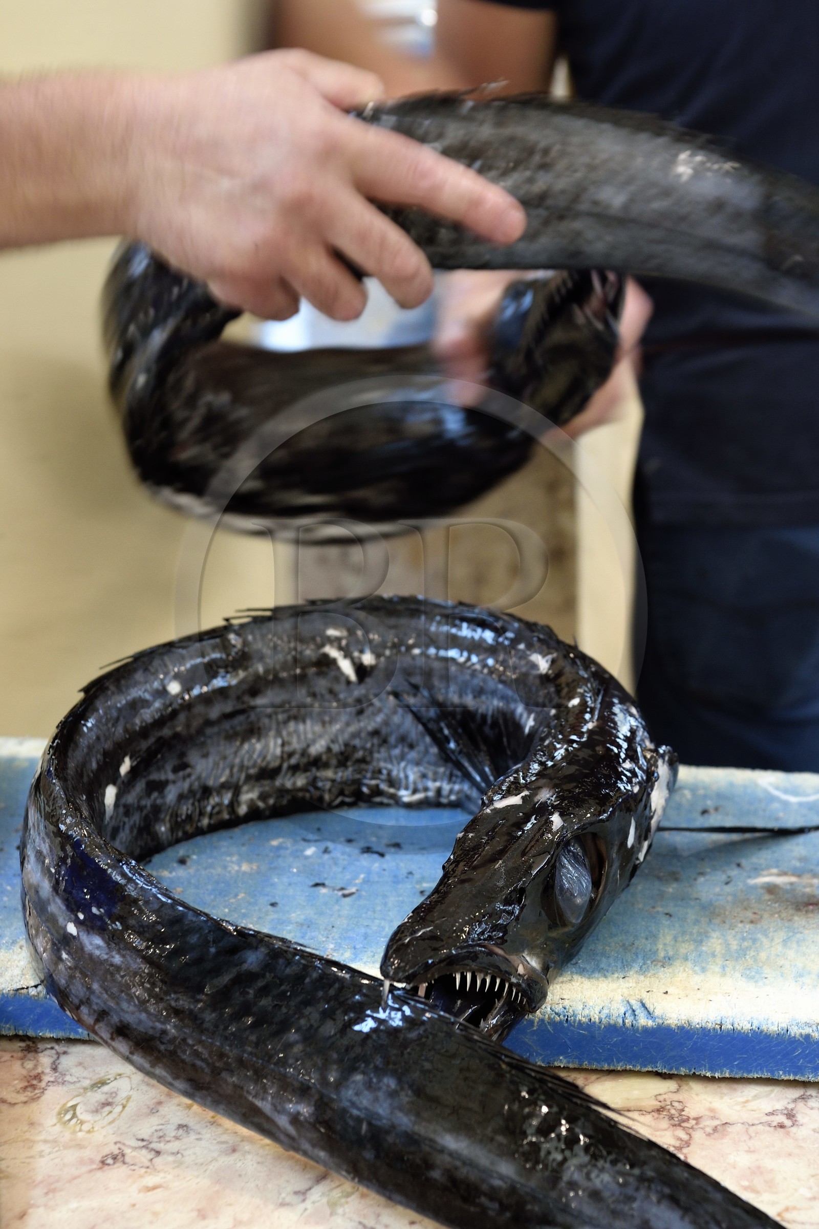 Portugal, Ile de Madère, Funchal, le marché couvert Mercado dos Lavradores, poisson appelé sabre noir (Aphanopus carbo)