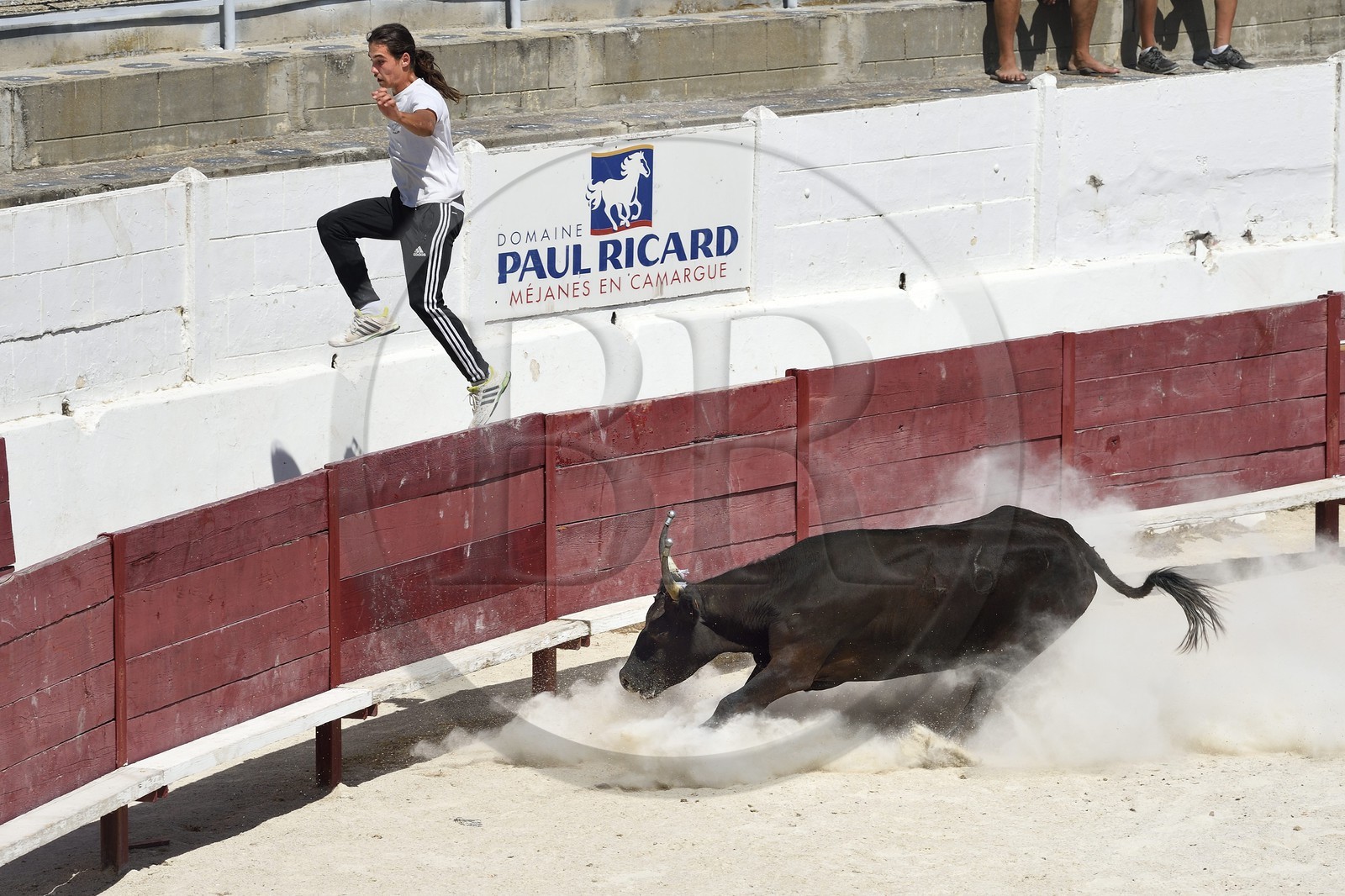 France, Bouches-du-Rhône (13), Parc naturel régional de Camargue, étang de Vaccares, démonstration de course camarguaise aux arènes du domaine de Méjanes