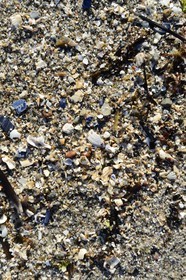 Sweden, Västra Götaland, Koster Islands, Sydkoster sandy beach, shell debris