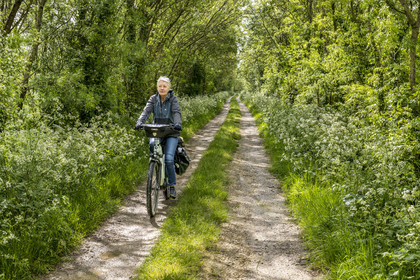 France, Vendée (85), Parc Interrégional du Marais Poitevin labellisé Grand Site de France, Maillezais, randonnée cycliste sur la piste de la véloroute Vendée Vélo Tour qui traverse le marais