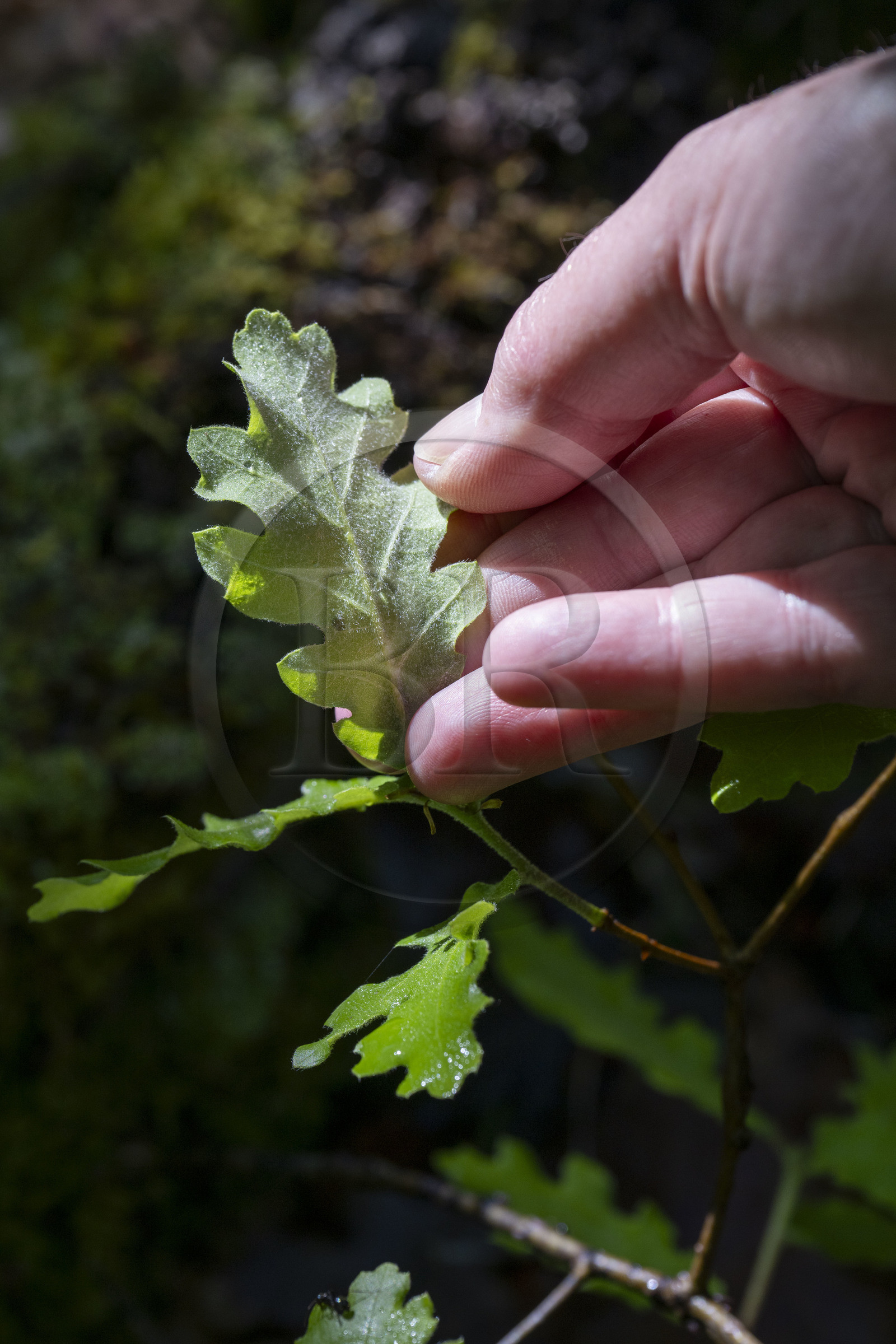 France, Vaucluse (84), Dentelles de Montmirail, Vaison-la-Romaine, l'envers du feuille de chêne blanc (Quercus alba) au rendu velour