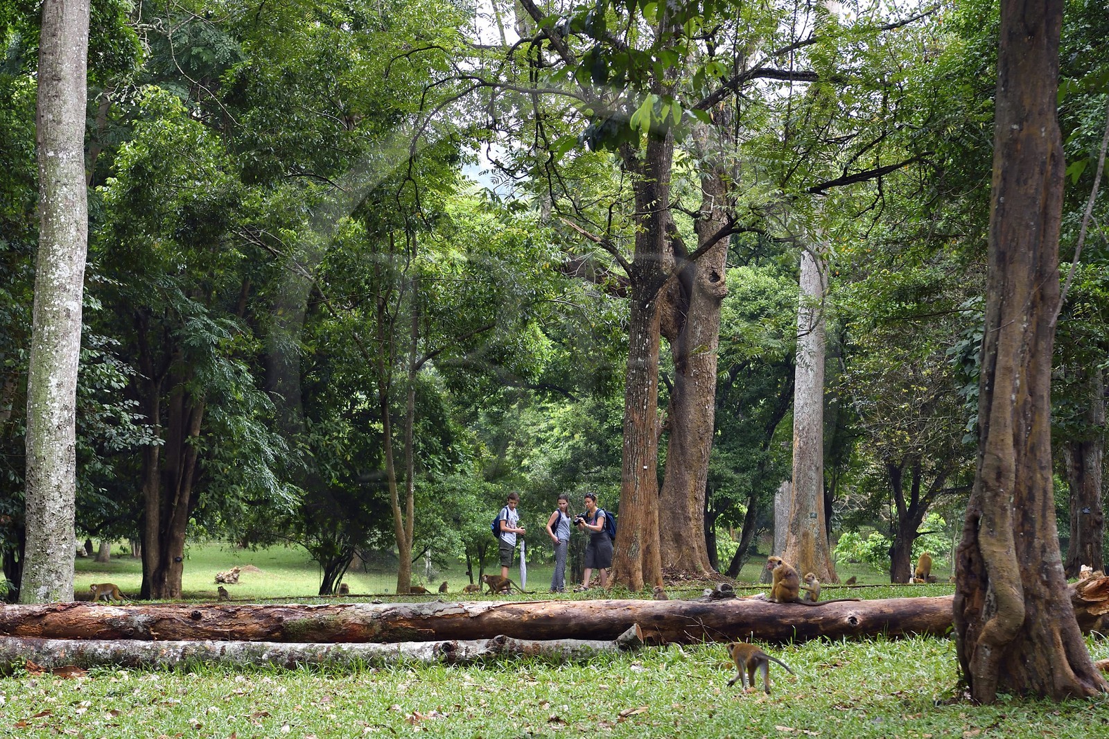 Sri Lanka, province du centre, Kandy, jardin botanique de Peradeniya