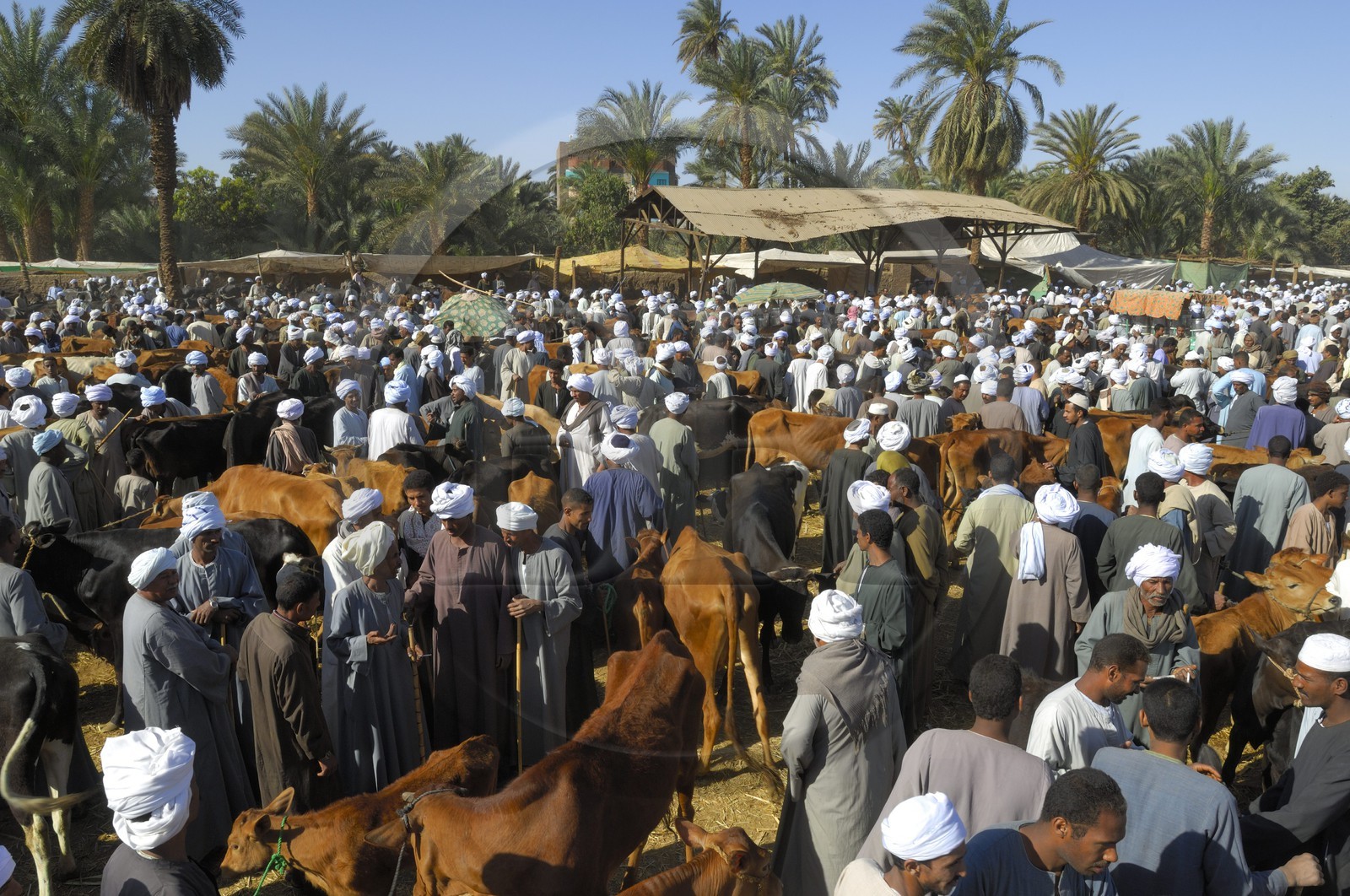 Egypte, Haute Egypte, Daraw au nord d'Assouan, marché aux vaches