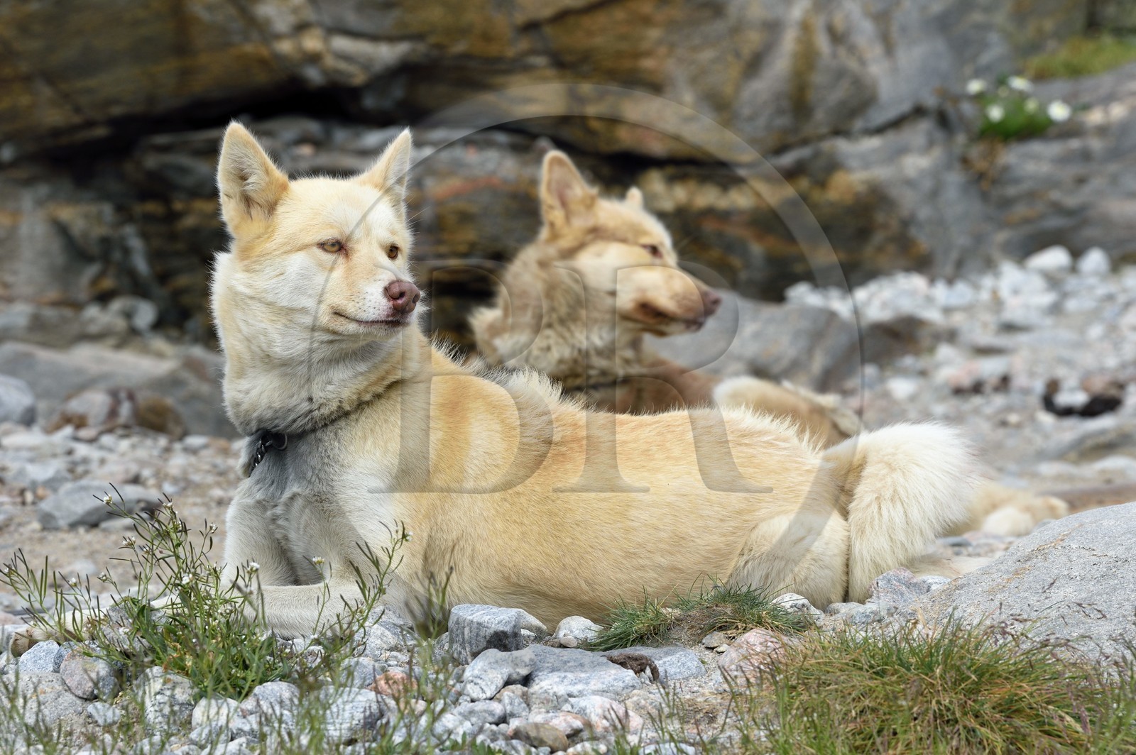 Groenland, cote ouest, Uummannaq, chiens de traineau