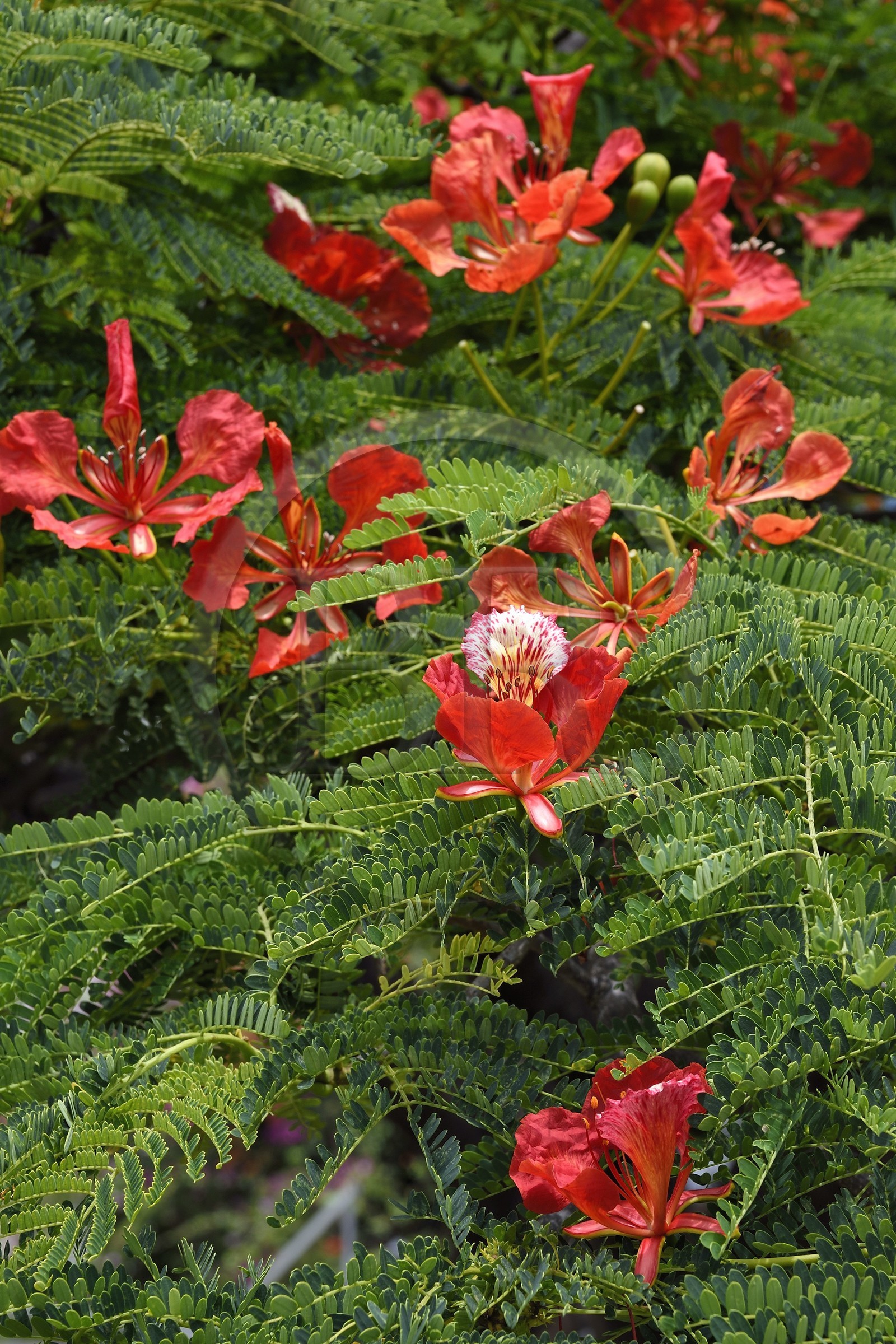 France, Ile de la Reunion, ville de Saint-Pierre, fleur de l'arbre du flamboyant