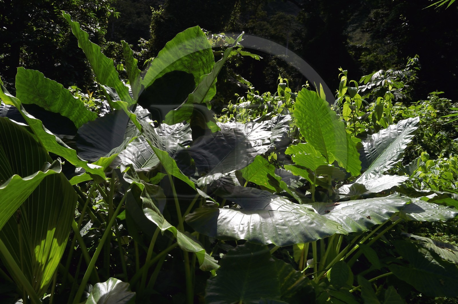 Caribbean, Dominica Island, on segment 13 of the Waitukubuli National Trail in the north of the island, plant called taro, dream, madeira, madeira root, cabbage or dachine