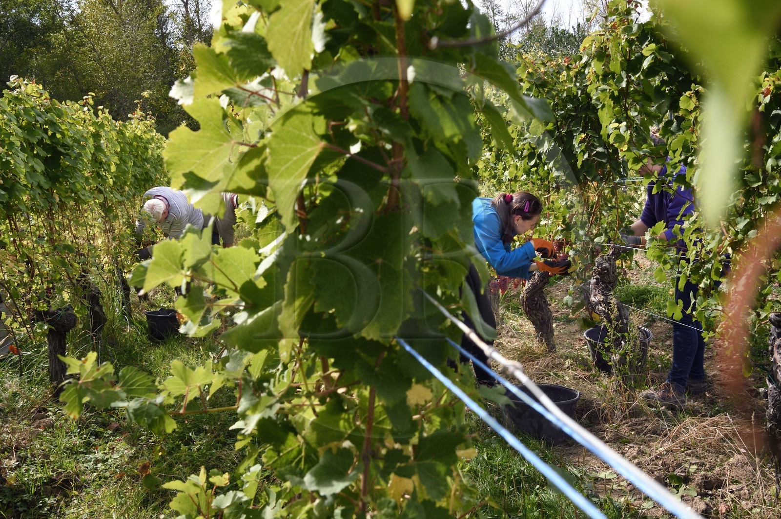 France, Bas Rhin, the Alsace Wine Route, Nothalten, grape harvest on a gewurztraminer plot of the Wine estate Philippe Sohler at Epfig