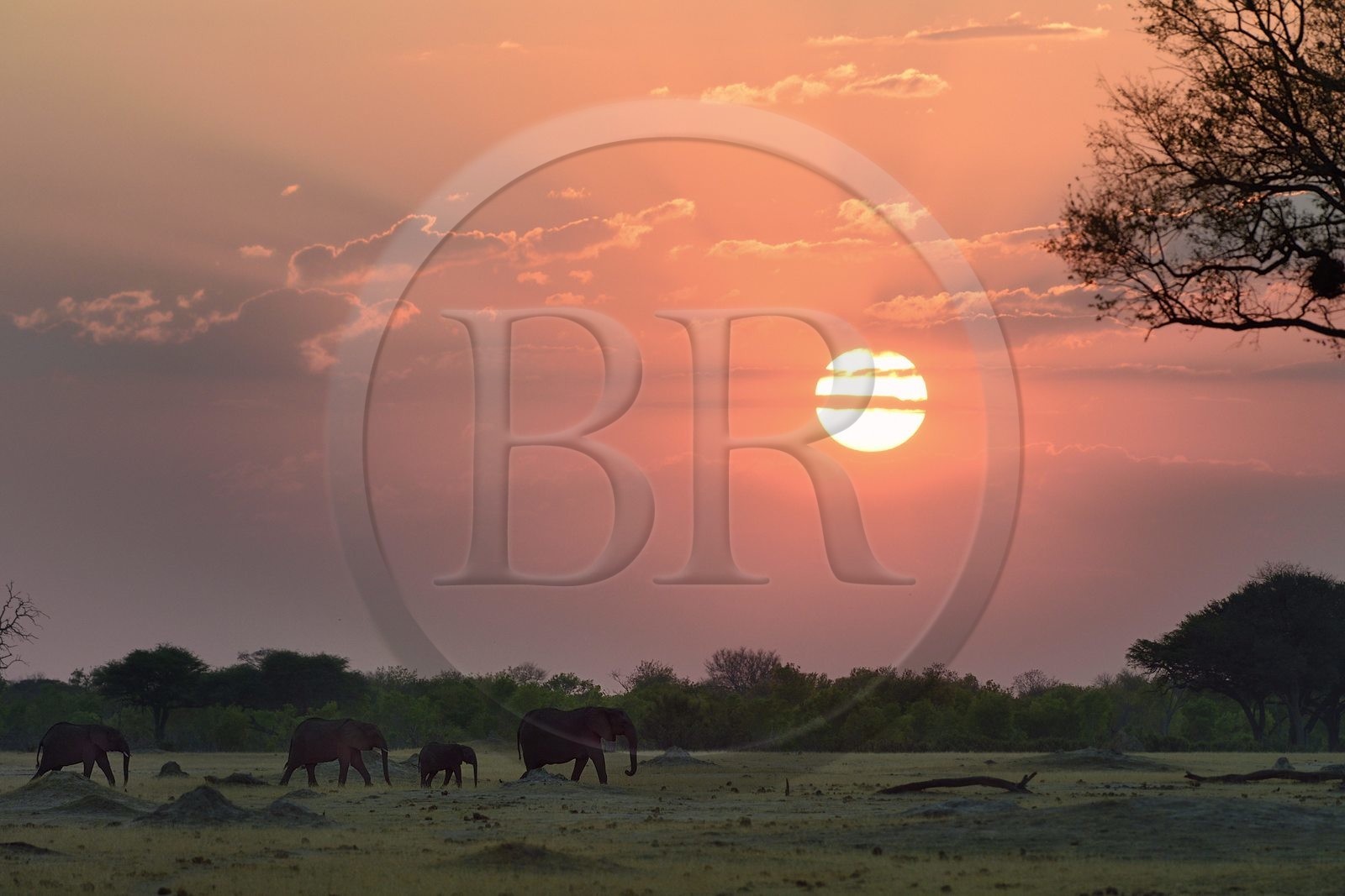 Zimbabwe, province de Matabeleland septentrional, parc national Hwange, éléphants sauvages d'Afrique (Loxodonta africana) dans la savane au coucher de soleil
