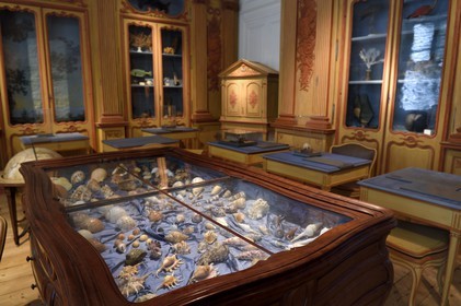 France, Charente-Maritime (17), La Rochelle, le Muséum d'histoire naturelle (muséum Lafaille), cabinet de curiosités du naturaliste Clément Lafaille