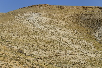 Israel, Cisjordanie, region de Bethléem, berger et son troupeau de moutons