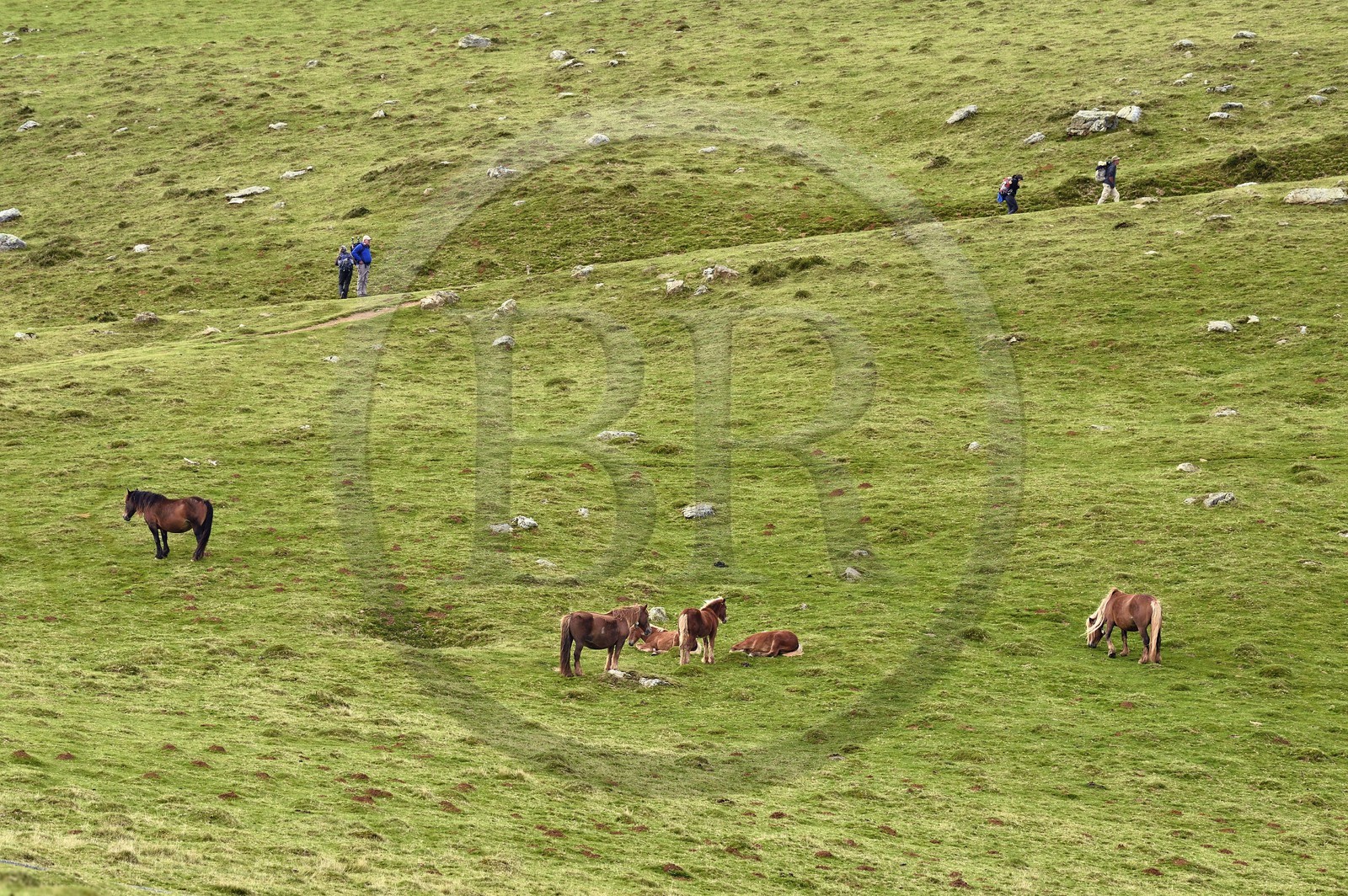 France, Pyrénées-Atlantiques (64), Pays-Basque, chemin de Saint-Jacques de Compostelle sur le GR 65 entre Saint-Jean-Pied-de-Port et Roncevaux, poneys pottok vivant principalement dans les Pyrénées à l'ouest du Pays basque