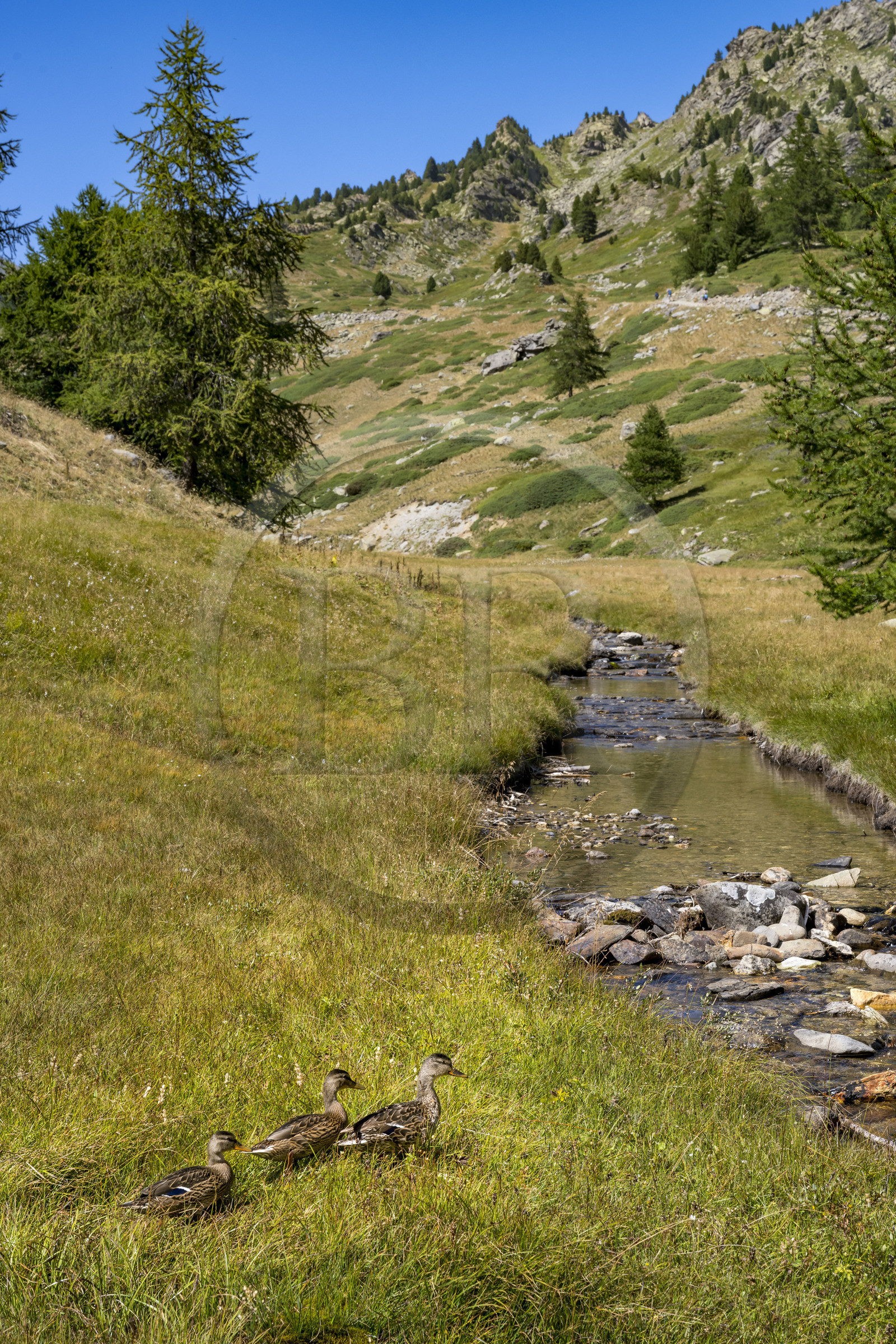 France, Hautes Alpes (05), le Briançonnais, Névache, vallée de la Clarée, canards à la rivière La Clarée