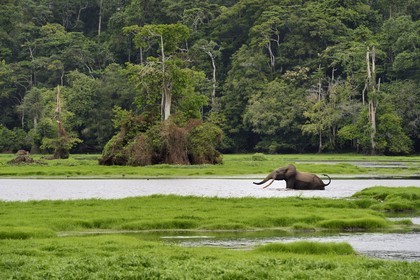 Gabon, province de Ogooué- Maritime, Parc National du Loango, site de Akaka dans la lagune du Fernan Vaz (Nkomi), éléphant de forêt d'Afrique (Loxodonta cyclotis)