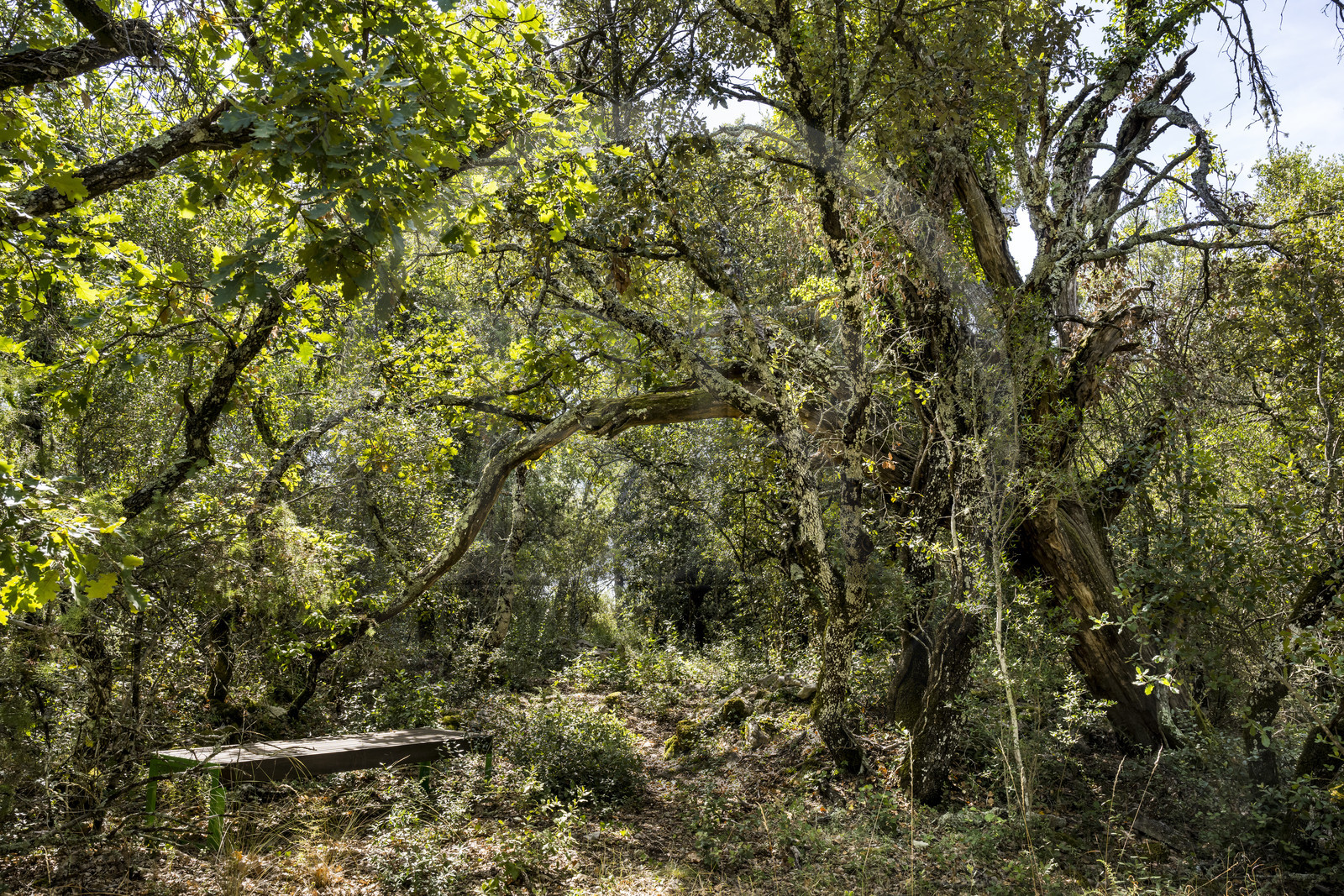 France, Var (83), Provence Verte, Bras, Académie du Bain de Forêt Provençale, forêt du domaine Le Peyrourier - une campagne en Provence