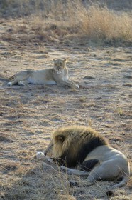 Zimbabwe, Midlands Province, Gweru, Antelope Park home to ALERT (African Lion and Environmental Research Trust), lion (panthera leo) in zone 2, one of the four adult females and the male that have born the lions to be released in a pride in a national park to repopulate