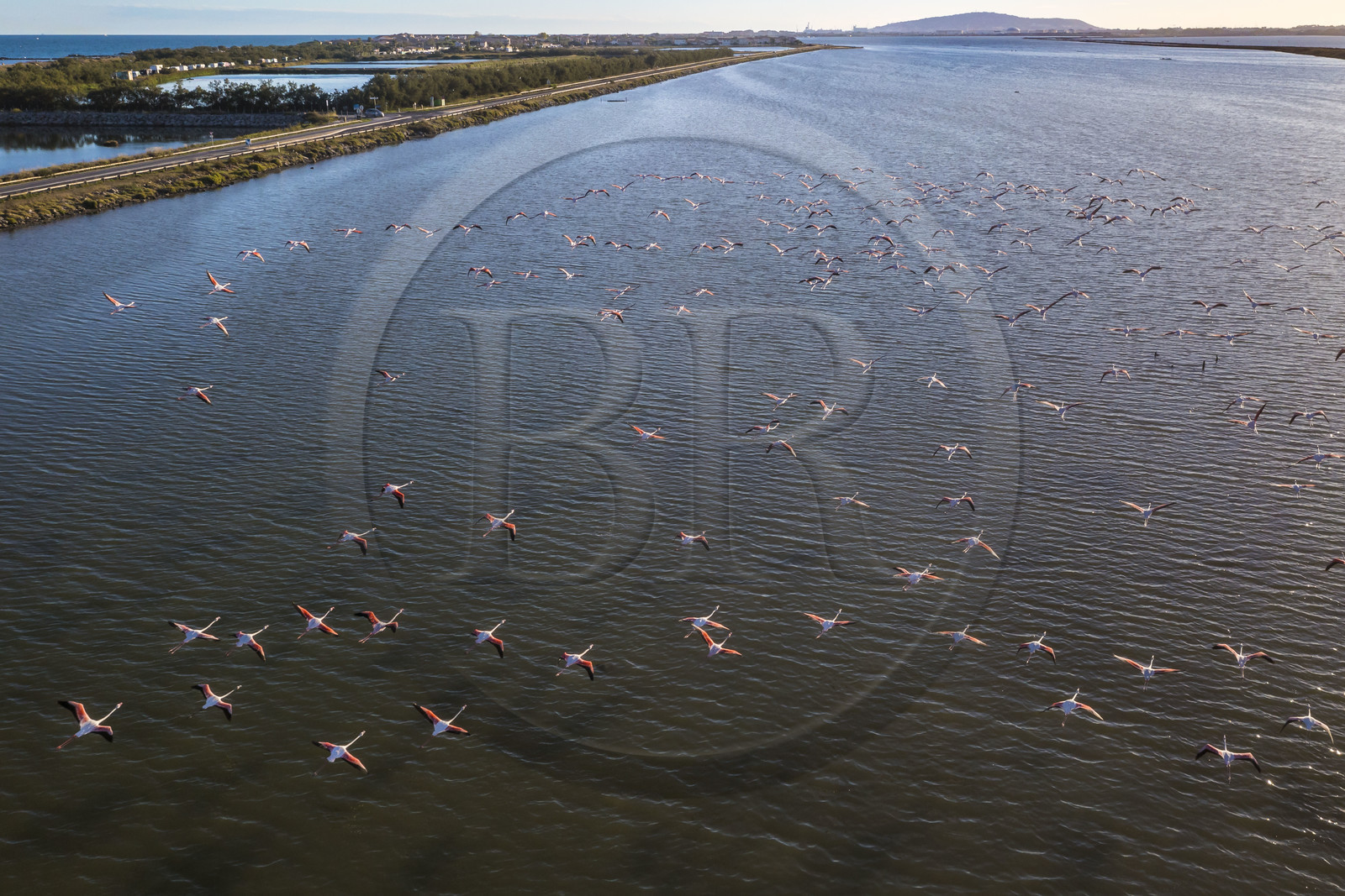 France, Hérault (34), Frontignan, vol de flamants roses (Phoenicopterus roseus) dans l'Etang d'Ingril, le Mont Saint-Clair à Sète en arrière plan (vue aérienne)