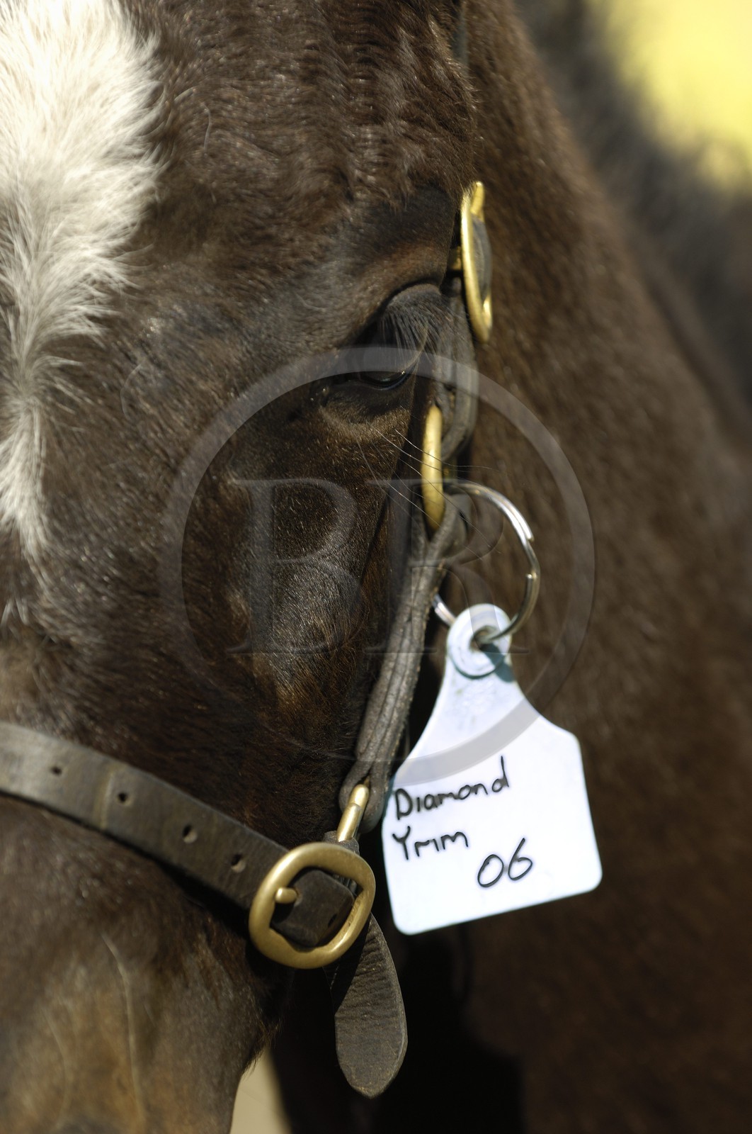 Republic of Ireland, County Kildare, Maynooth, Moyglare Stud