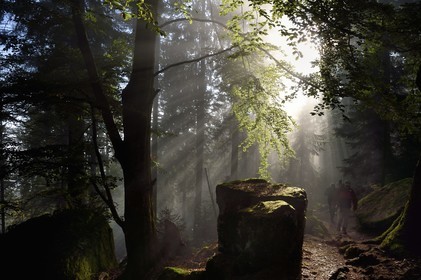 France, Bas-Rhin (67), Mont Saint-Odile, randonnée le long du Mur Païen, vestige d'un mur d'enceinte probablement de l'époque mérovingienne d'une longueur totale de onze kilomètres, lever de soleil dans la brume du petit matin