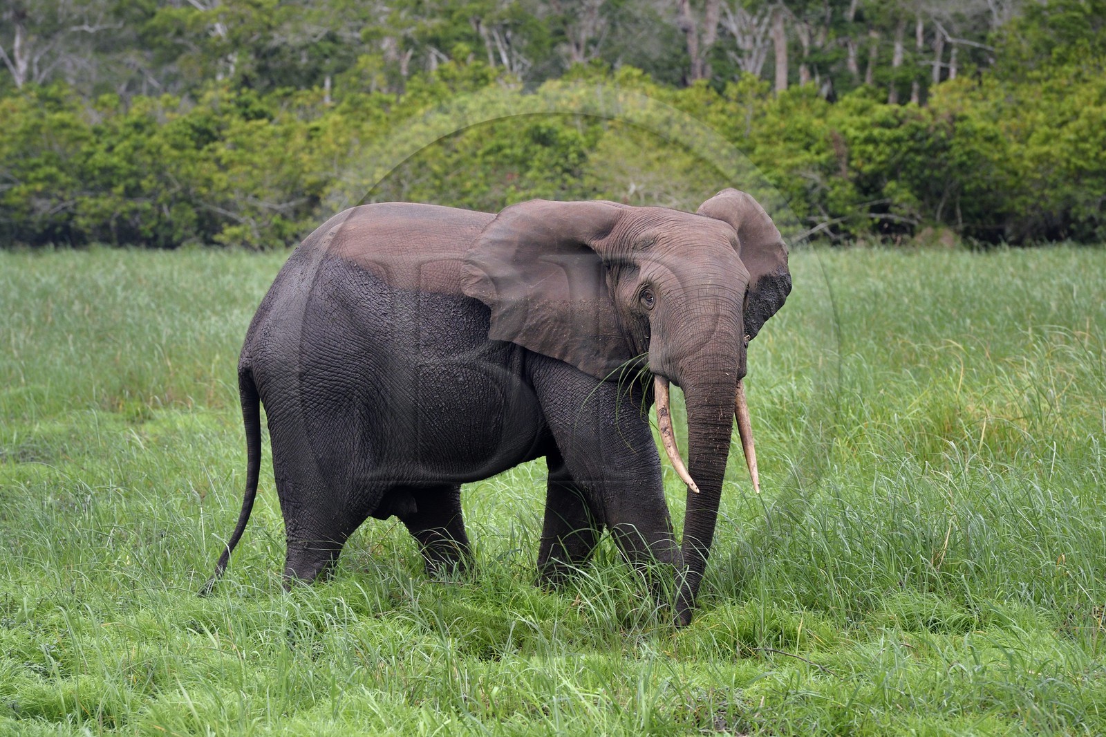 Gabon, province de Ogooué- Maritime, Parc National du Loango, site de Akaka dans la lagune du Fernan Vaz (Nkomi), éléphant de forêt d'Afrique (Loxodonta cyclotis)