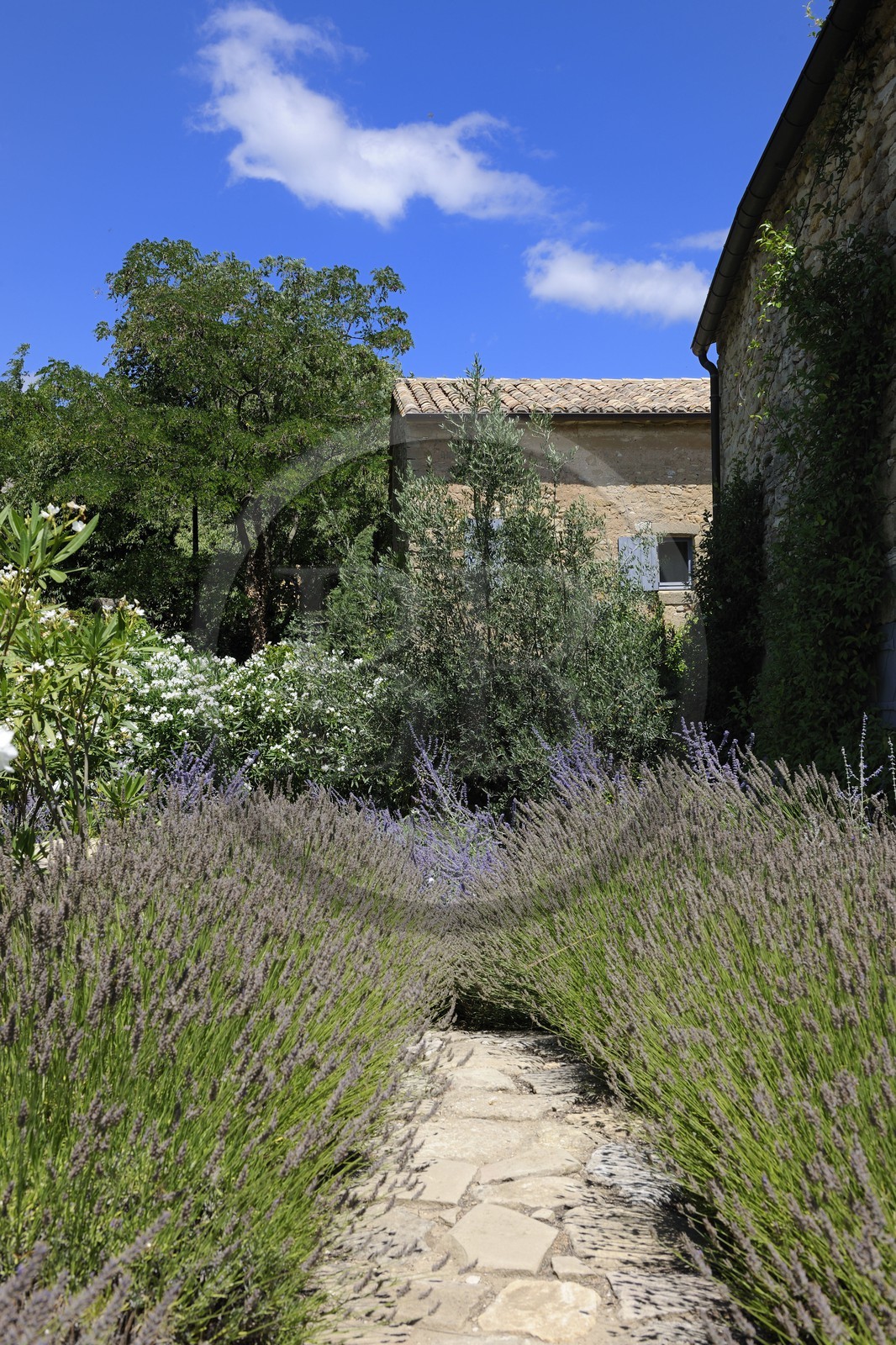 France, Gard (30), région du Pays d'Uzège, chambres d'hôtes de luxe le Clos du Léthé au hameau de Saint-Médiers à Montaren et Saint-Médiers, lavande dans le jardin