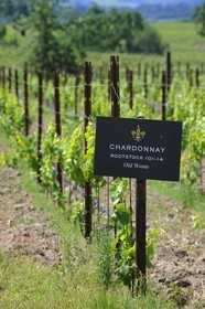 United States, California, Russian Valley River, De Loach Vineyard, Chardonnay