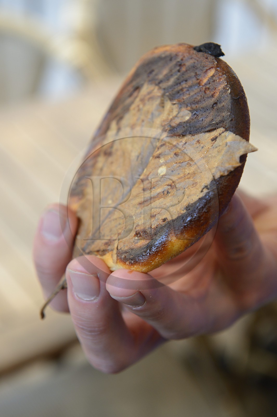 France, Haute-Corse (2B), Corte, patisserie Delair, le falculelle est un petit gateau au brocciu local servi sur une feuille de chataignier