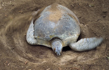 France, Ile de Mayotte, Grande-Terre, Kani-Keli, plage de N’Gouja, le Jardin Maoré, tortue (de mer) verte (Chelonia mydas) recouvrant de sable ses oeufs après la ponte