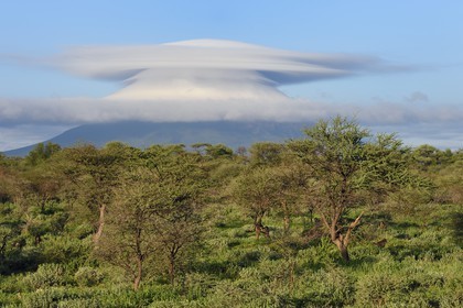 Namibie, région de Otjozondjupa, Otjiwarongo, nuage lenticulaire (altocumulus lenticularis) multiple qui coiffe une des montagnes jumelles d'Omataco près de Otjiwarongo et groupe de babouins chacma (Papio ursinus) au premier plan