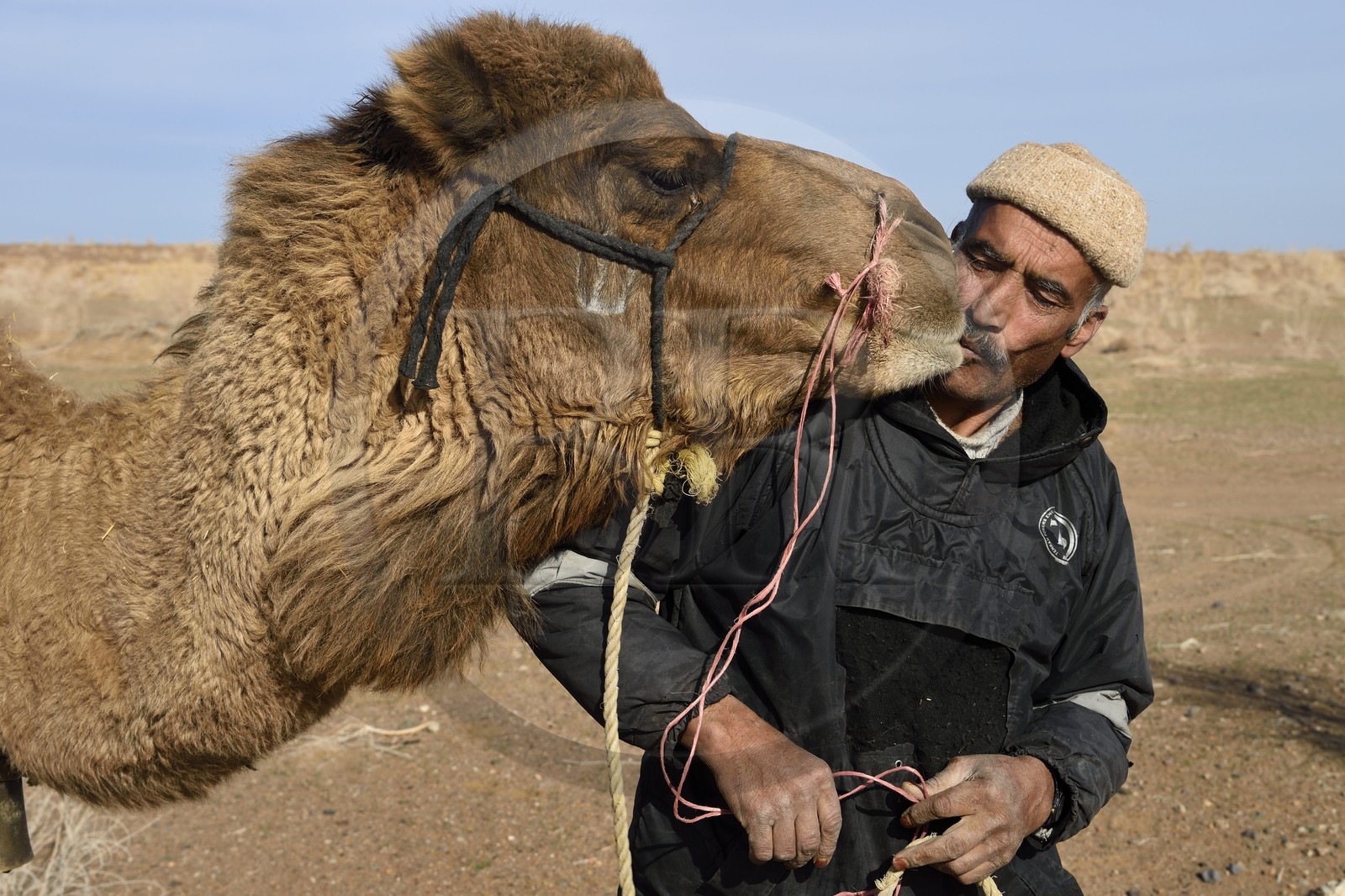 Iran, Province d'Ispahan, désert du Dasht-e Kavir, Mesr dans la région de Khur et Biabanak, le chamelier Ali Saraban faisant la bise à  un de ses dromadaires dans le désert