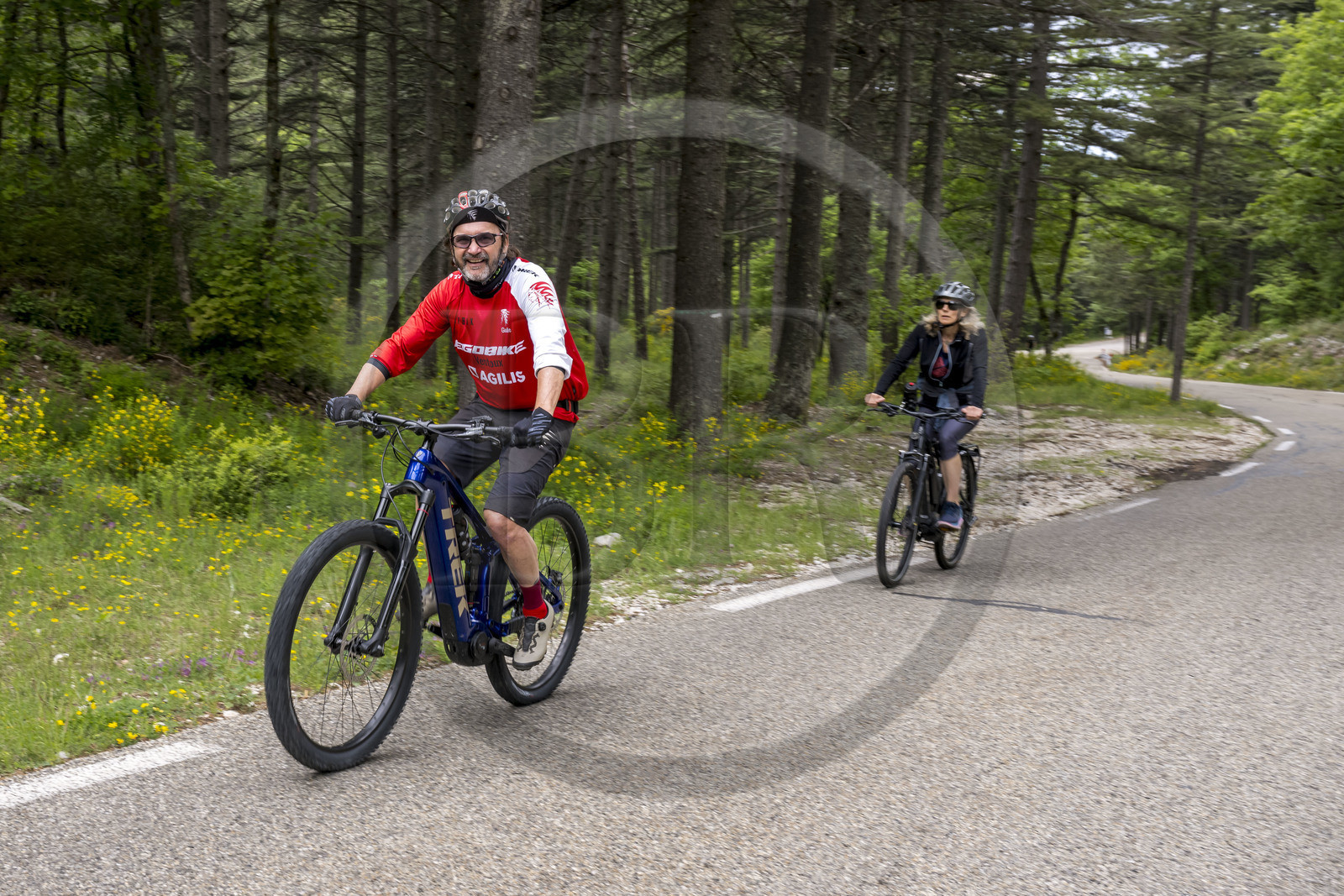 France, Vaucluse, Parc Naturel Regional du Mont Ventoux, Bedoin, bike ascent of Mont Ventoux by the D974 road on the southern slope, the guide Olivier Brunaud (Egobike)