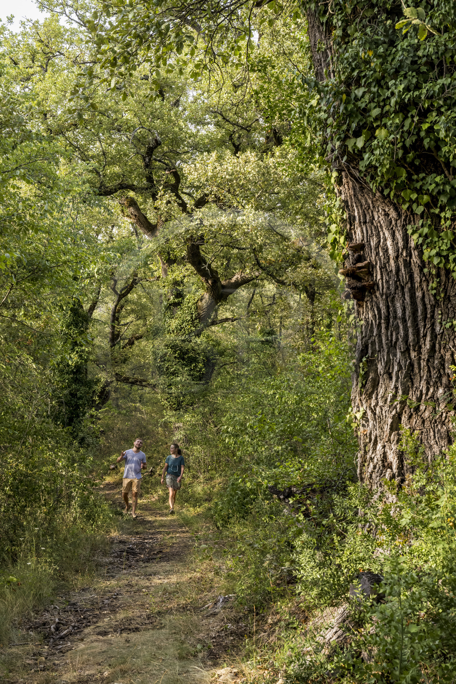 France, Var, Provence Verte (Green Provence), Bras, Academie du Bain de Foret Provencale (Academy of Forest Bathing in Provence), forest of the domaine Le Peyrourier - une campagne en Provence