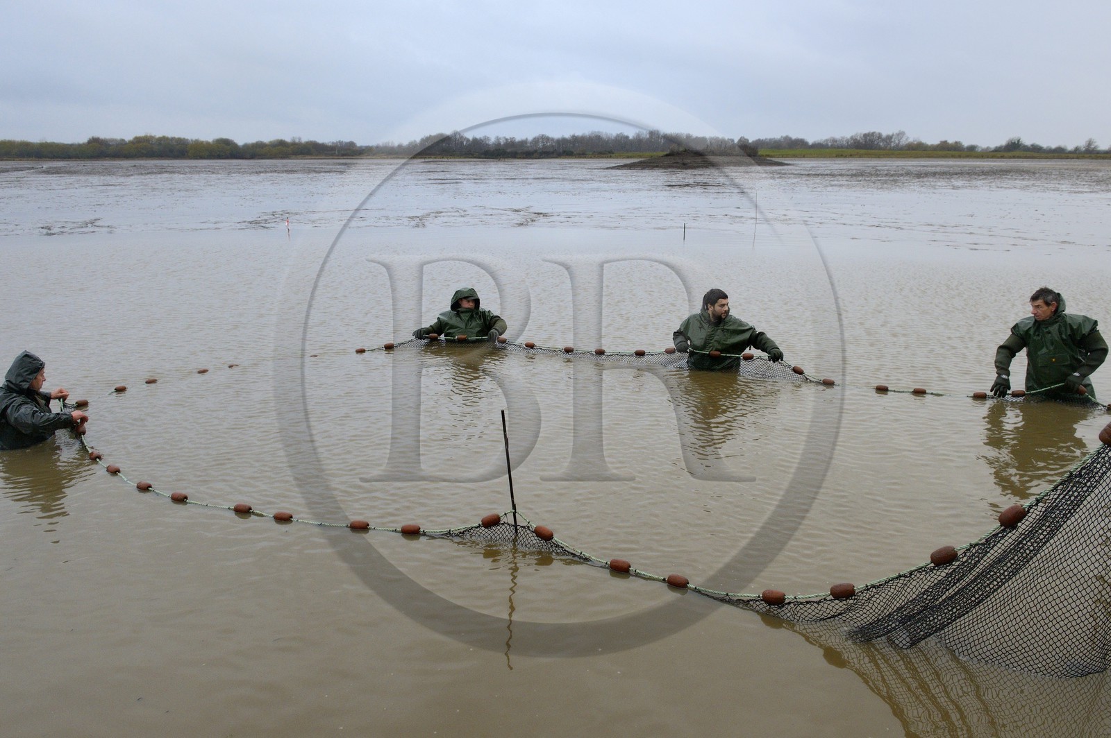 France, Indre (36), le Berry, parc naturel régional de la Brenne, étangs Foucault, vidange d'un étang de peche et récolte des poissons à la main dans un filet, brochet (Esox lucius)
