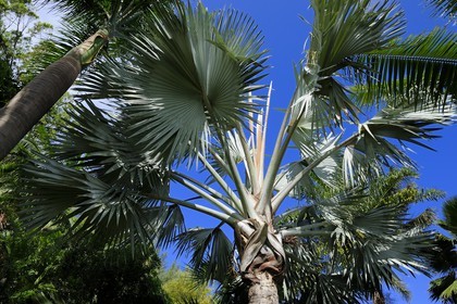 France, Ile de la Reunion, Petite Ile, jardin tropical, palmier bismarckia nobilis