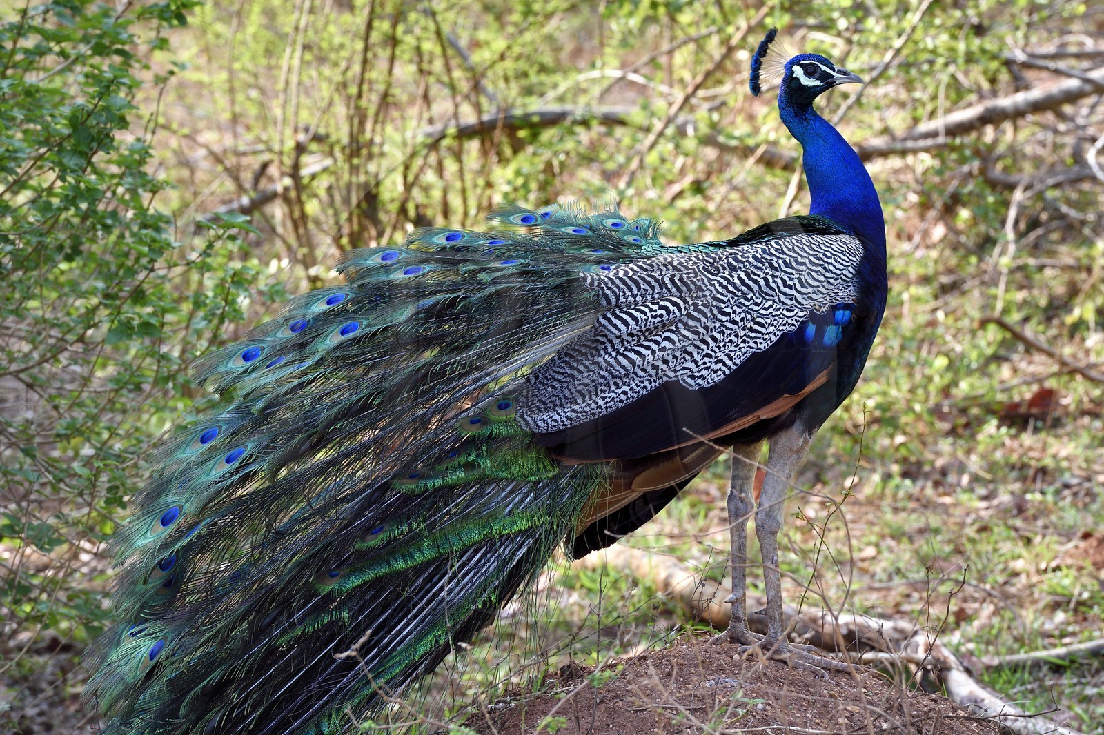 Sri Lanka, province d'Uva, Parc national d'Uda Walawe (Udawalawe National Park), paon bleu (Pavo cristatus)
