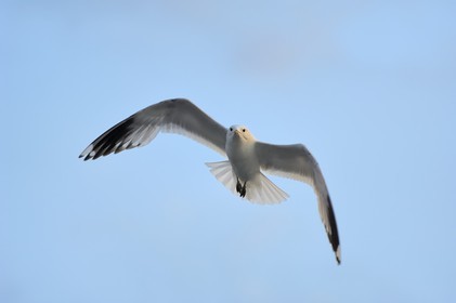 Norway, Hordaland, Bergen,  seagull