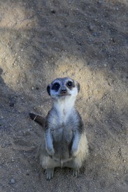 Portugal, Lisbonne, Jardin zoologique, suricate (Suricata suricatta)