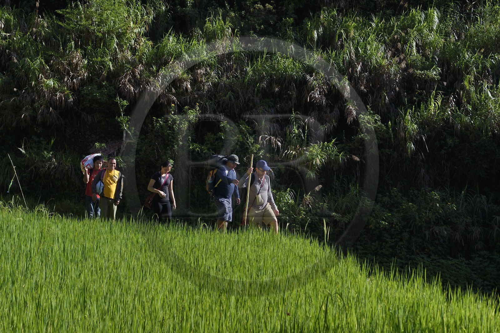 Philippines, Ifugao province, hiking in the Banaue rice terraces around the village of Cambulo, listed as World Heritage by UNESCO