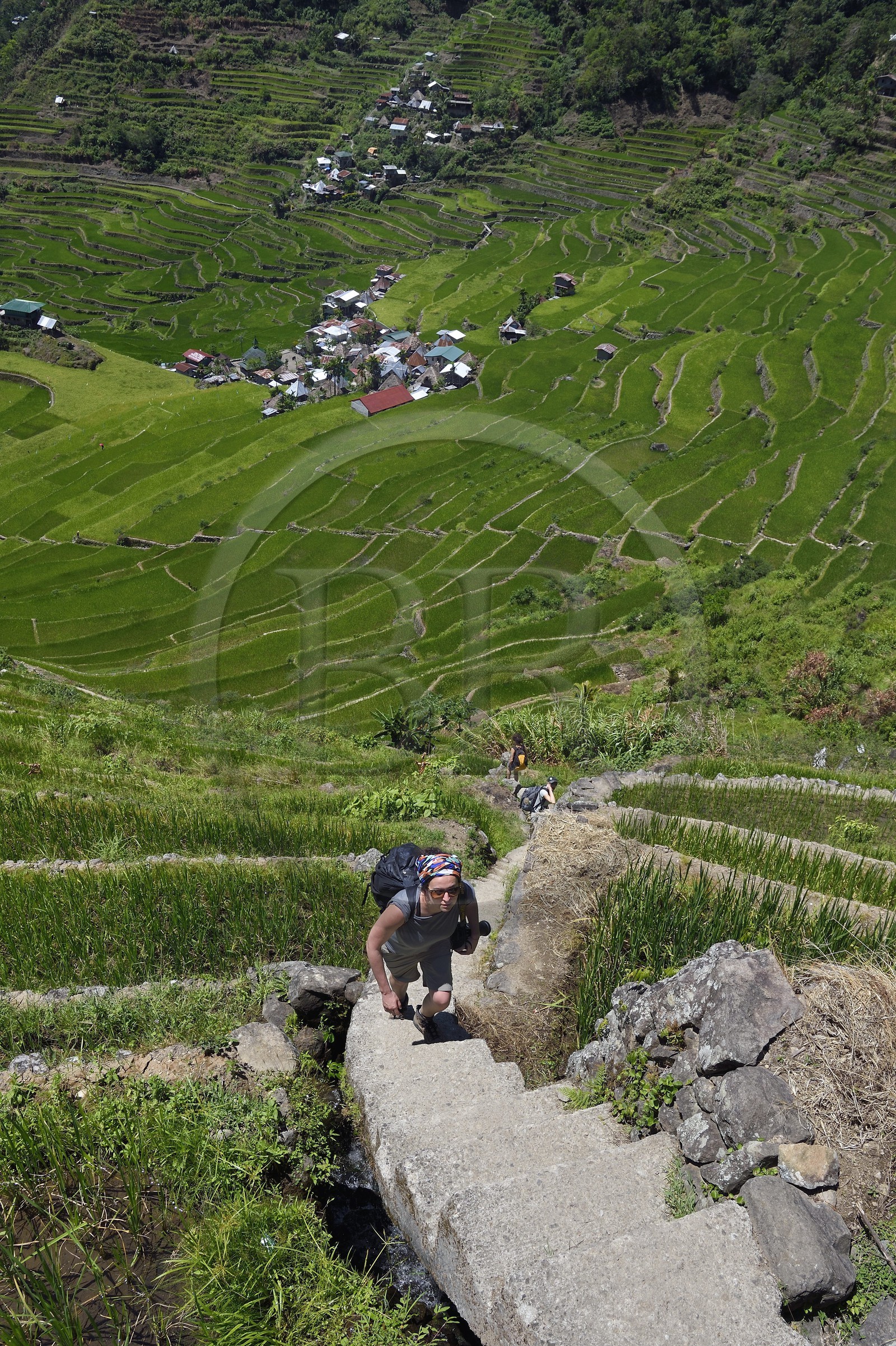 Philippines, province d'Ifugao, randonnée dans les rizières en terrasses de Banaue autour du village de Batad, classées Patrimoine Mondial de l'UNESCO
