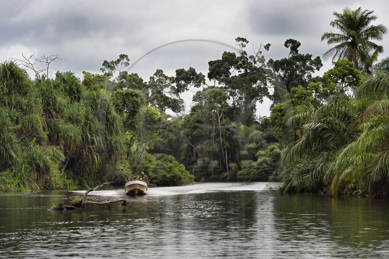 Gabon, province de Ogooué- Maritime, Parc National du Loango, bateau à moteur sur une rivière du site de Akaka dans la lagune du Fernan Vaz (Nkomi)