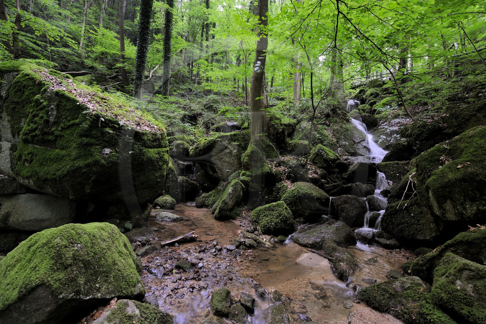 Germany, Black Forest, Schwarzwald, Baden-Württemberg, Sasbachwalden, succession of small waterfalls in the woods leading to Bischenberg summit