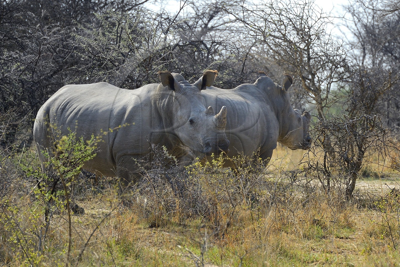 Zimbabwe, province de Matabeleland méridional, Matobo ou Matopos Hills National Park, classé Patrimoine Mondial de l'UNESCO, rhinocéros blanc (Ceratotherium simum), jeune adulte d'environ 7 ans