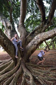 Sri Lanka, province du centre, Kandy, jardin botanique de Peradeniya, figuier de Java (Ficus Benjamina)