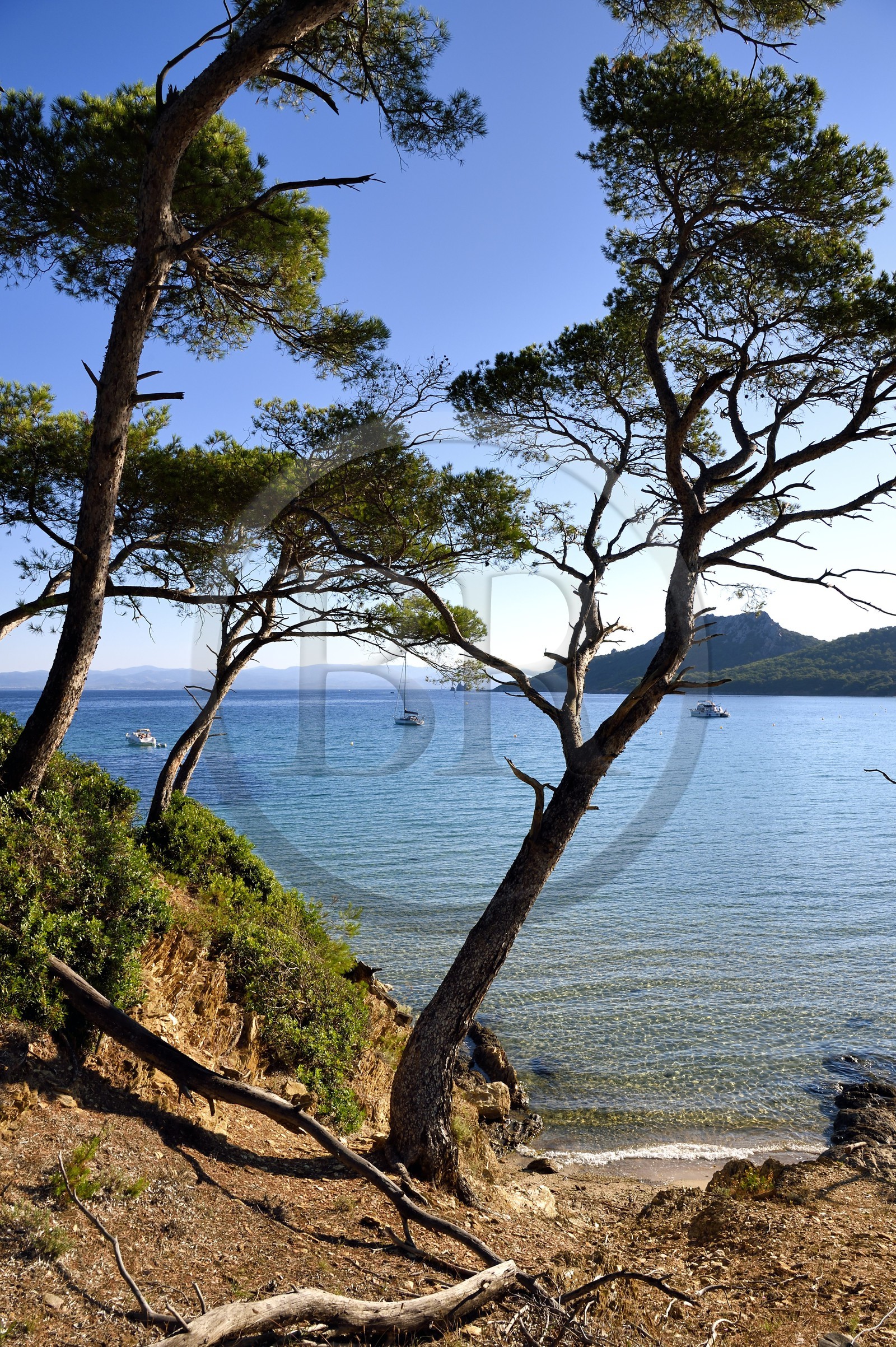 France, Var (83), Iles d'Hyères, parc national de Port Cros, Ile de Porquerolles, plage Notre-Dame dans la Baie de l'Alycastre