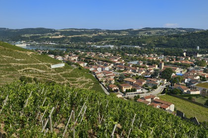 France, Rhône (69), Parc Naturel Régional du Pilat, le village d'Ampuis entre le vignoble AOC Côte Rôtie et le Rhône, vignes sur échalas