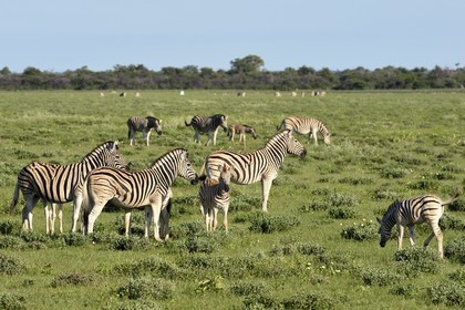Namibia, Oshikoto region, Etosha National Park, Burchell's zebras (Equus burchellii)