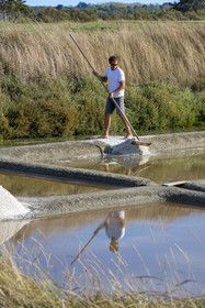 France, Vendée (85), Les-Sables-d'Olonne, les Marais Salants de L'Ile d'Olonne, le paludier Damien Merceron récoltant le sel dans la salorge de la Vertonne
