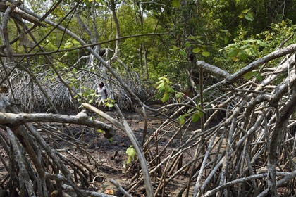 Gabon, province de Ogooué- Maritime, Parc National du Loango, mangrove de l'embouchure de la lagune Iguéla